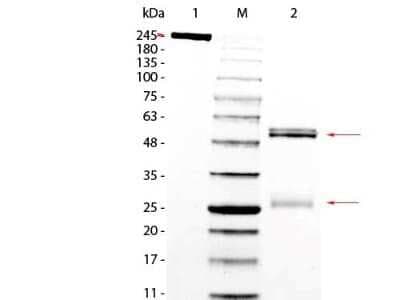 SDS-PAGE: Rat IgG Isotype Control [NBP1-97040]